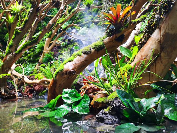 荔湾区雨林缸造景